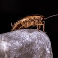 Beyond Front Yard Landscaping: Why Cockroach Extermination Is Essential In Las Vegas