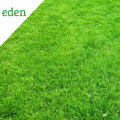 Whats the difference between a yard and a lawn?