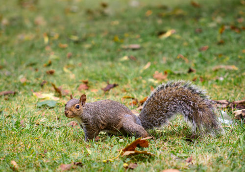 Animal Control Service In Murfreesboro: Preventing Damage To Your Front Yard Landscaping