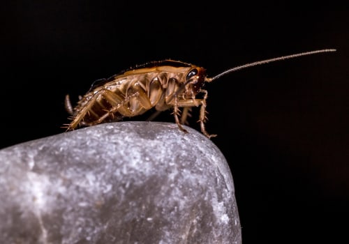 Beyond Front Yard Landscaping: Why Cockroach Extermination Is Essential In Las Vegas