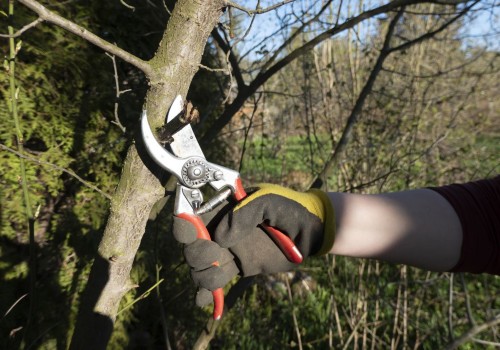 Leafy Luxe: How Tree Services Can Transform Your Portland Front Yard Landscaping